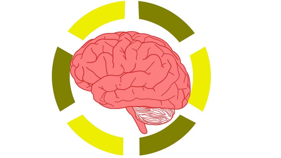 How Has Neuroscience Become a Hot Topic in the Education System? - How Has Neuroscience Become a Hot Topic in the Education System?